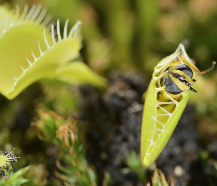 Bee-like fly insect approaching and being captured by Venus fly trap carnivorous plant Bee-like fly insect approaching and being captured by Venus fly trap carnivorous plant, Dionea muscipula